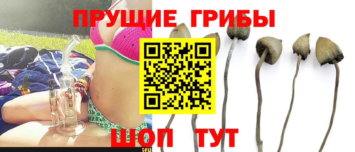 Галлюциногенные грибы Psilocybe Дятьково